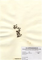 藏品(網胰藻)的圖片
